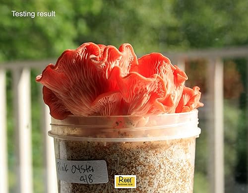 Miniatura 2 de Root mushroom Farm- Cultivos líquidos de hongos Más 30 cepas disponibles.