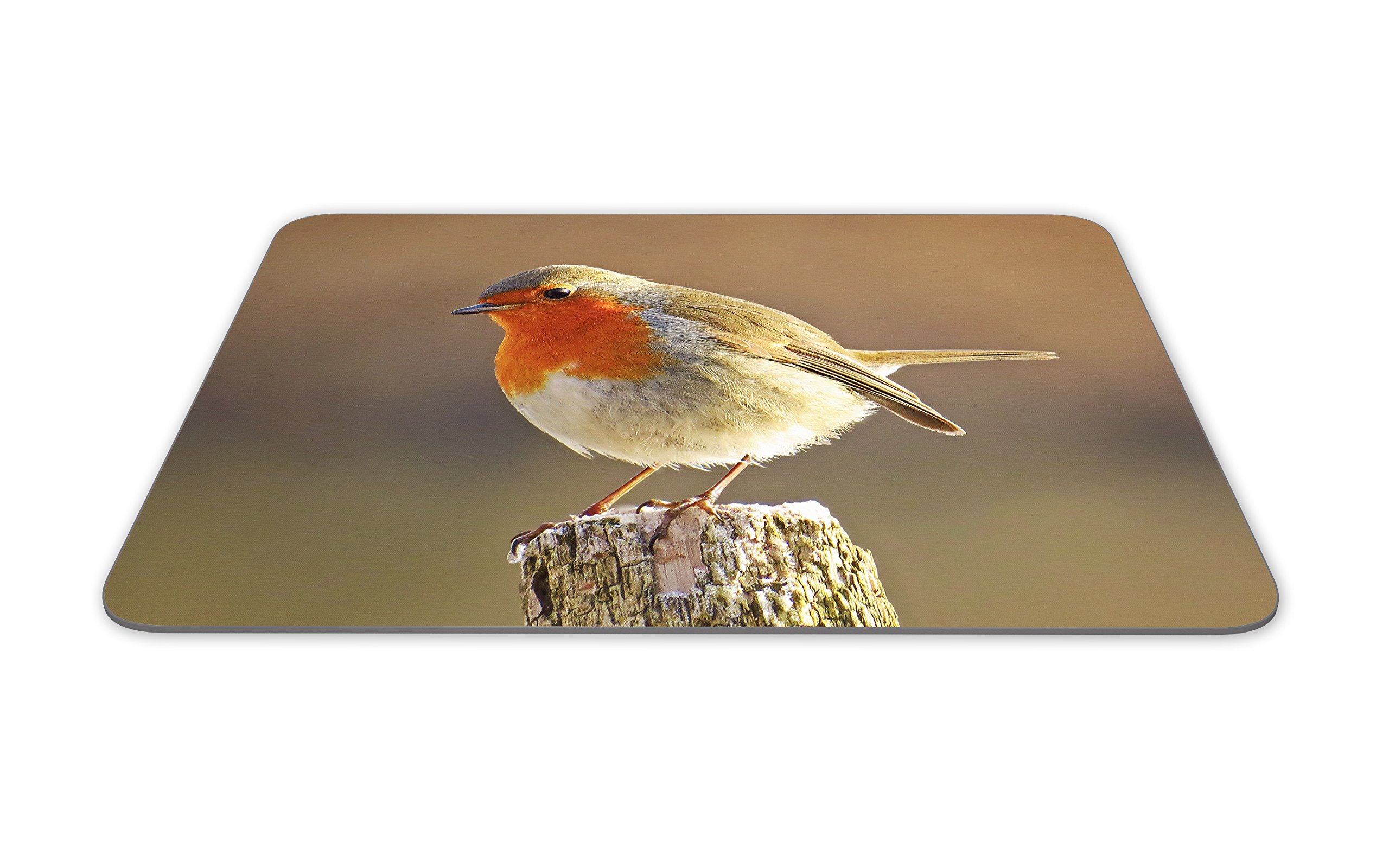 British Robin : r/wildlifephotography British Robin : r/wildlifephotography