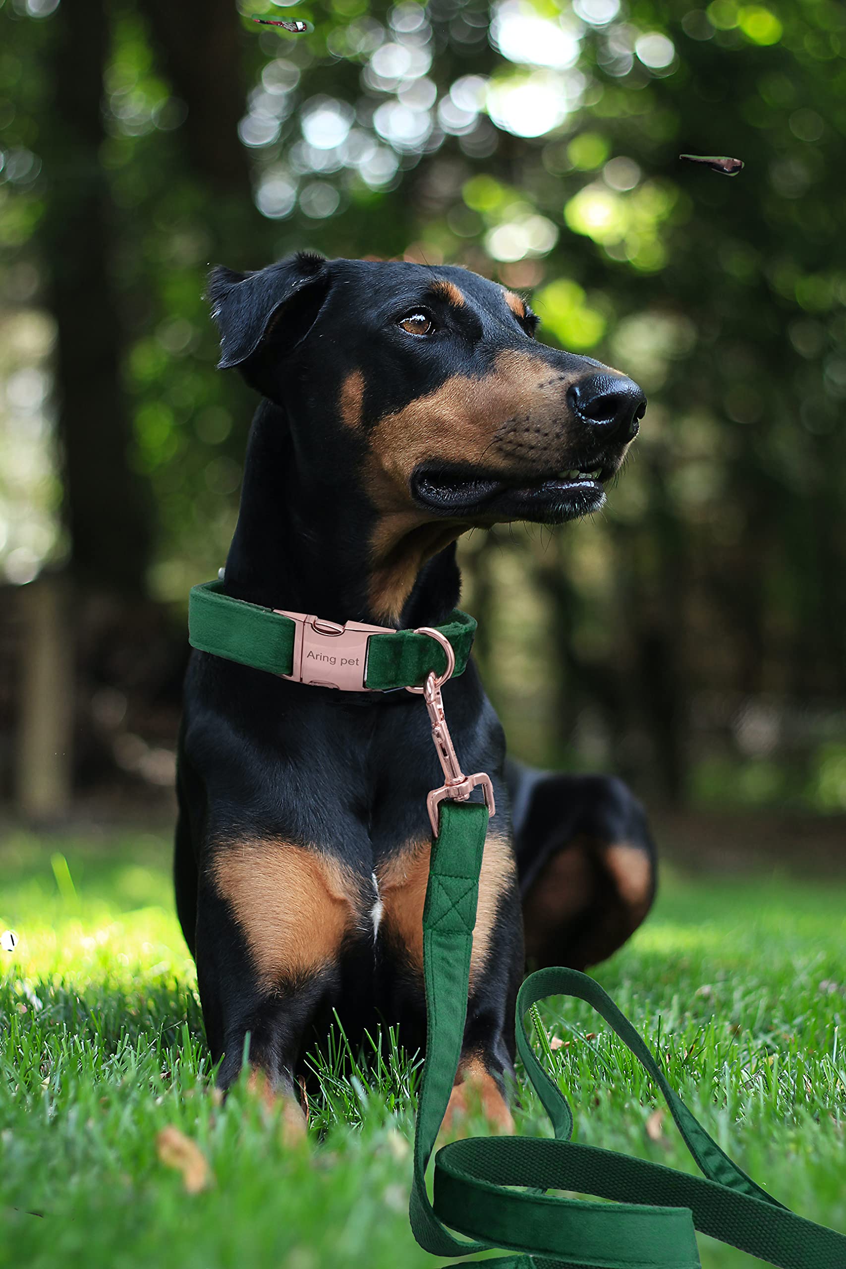 ARING PET Hundehalsband und Leine Set, Samt Hundehalsband und Leine, Bequemes Verstellbares Halsband&Leine Set für Jungen und Mädchen Hunde