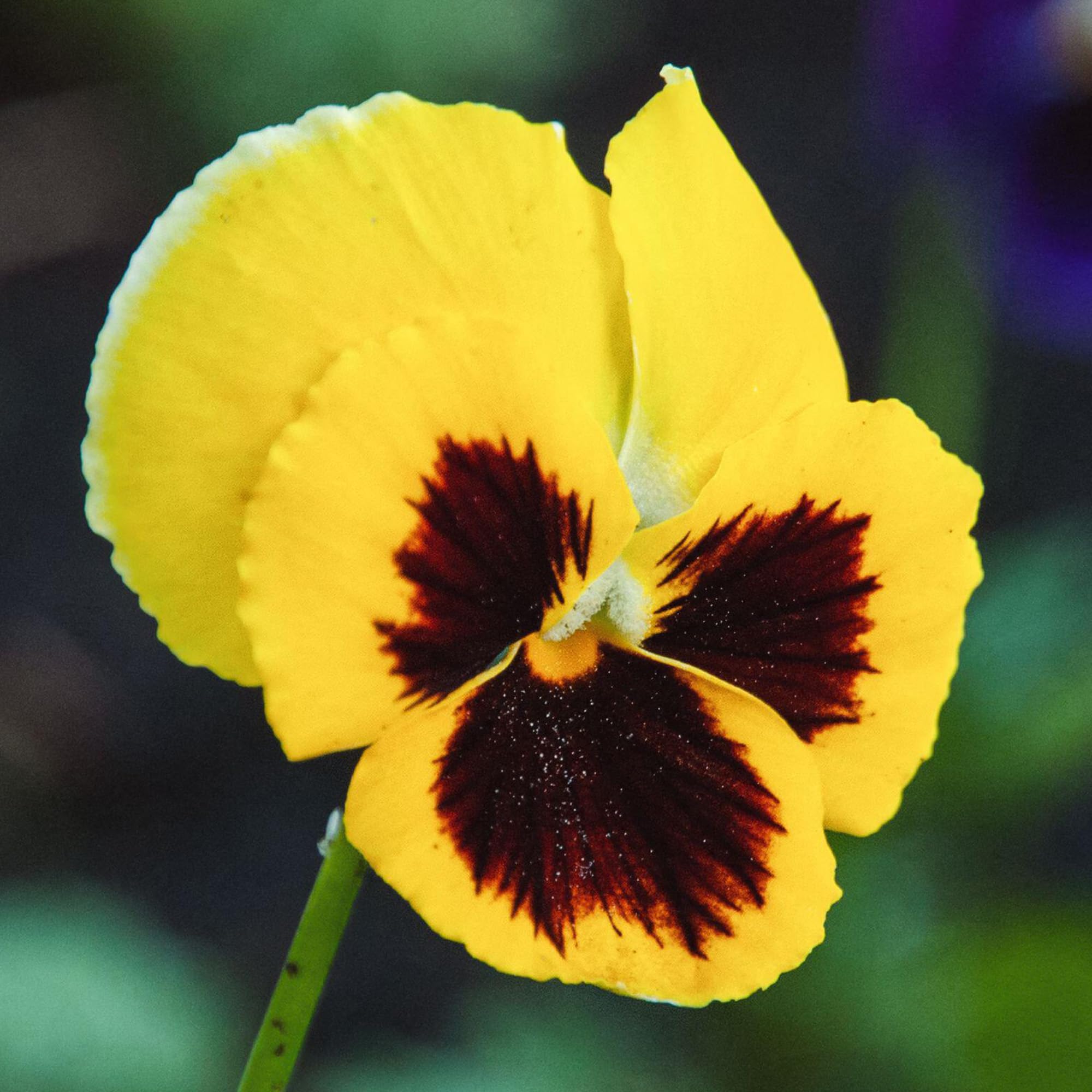 Pansy Yellow Blotch - Hardy Basket & Bedding Plants in 9cm Pots (12 Plants)