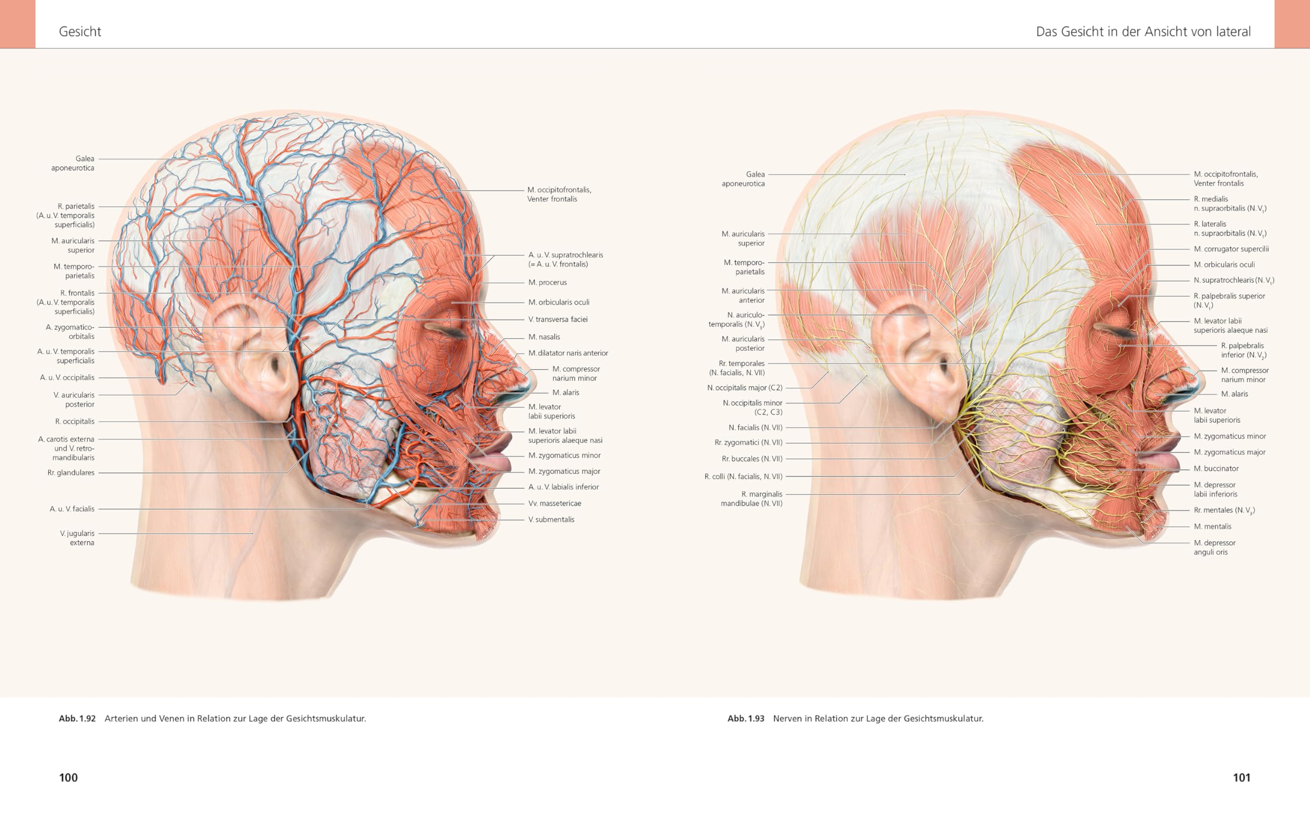 Das Gesicht | Bildatlas klinische Anatomie