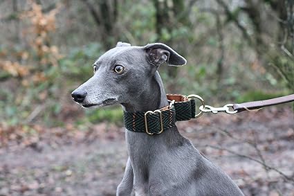 Lurcher martingale collar Clearance