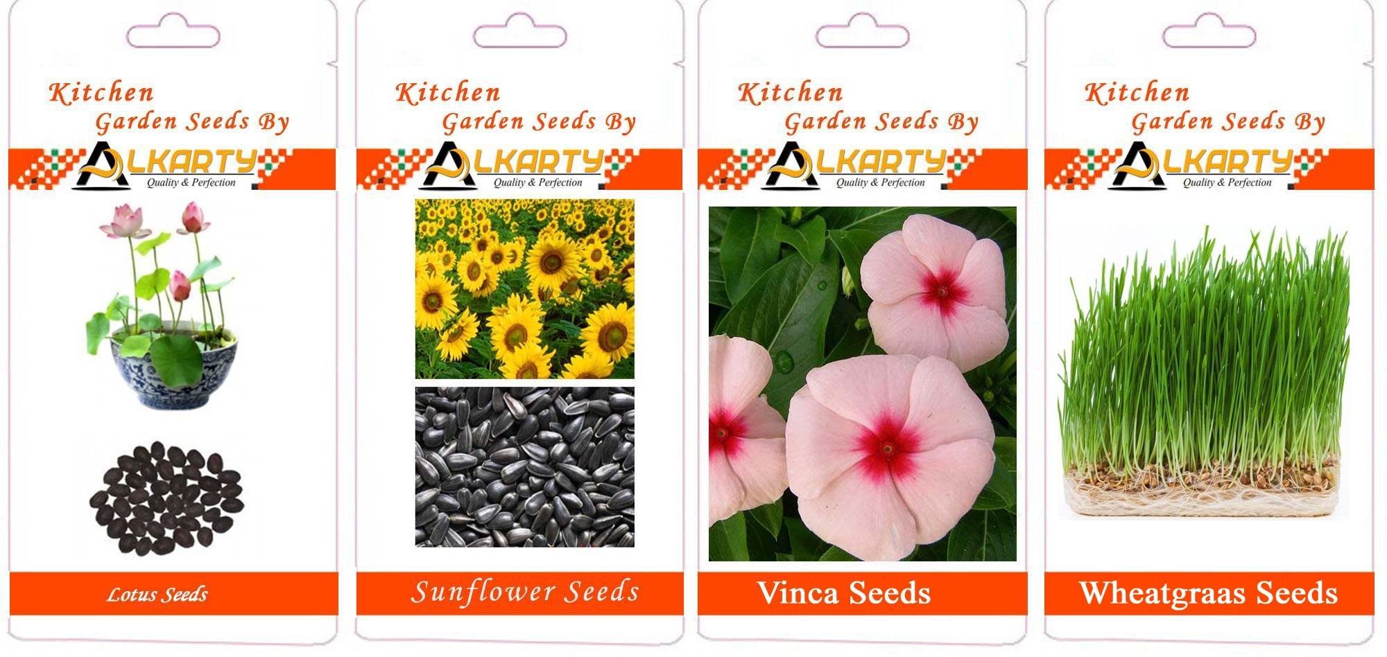 Lotus, Sunflower, Vinca, Wheatgrass Summer Flower Seeds Pack of 20 Each-image-45