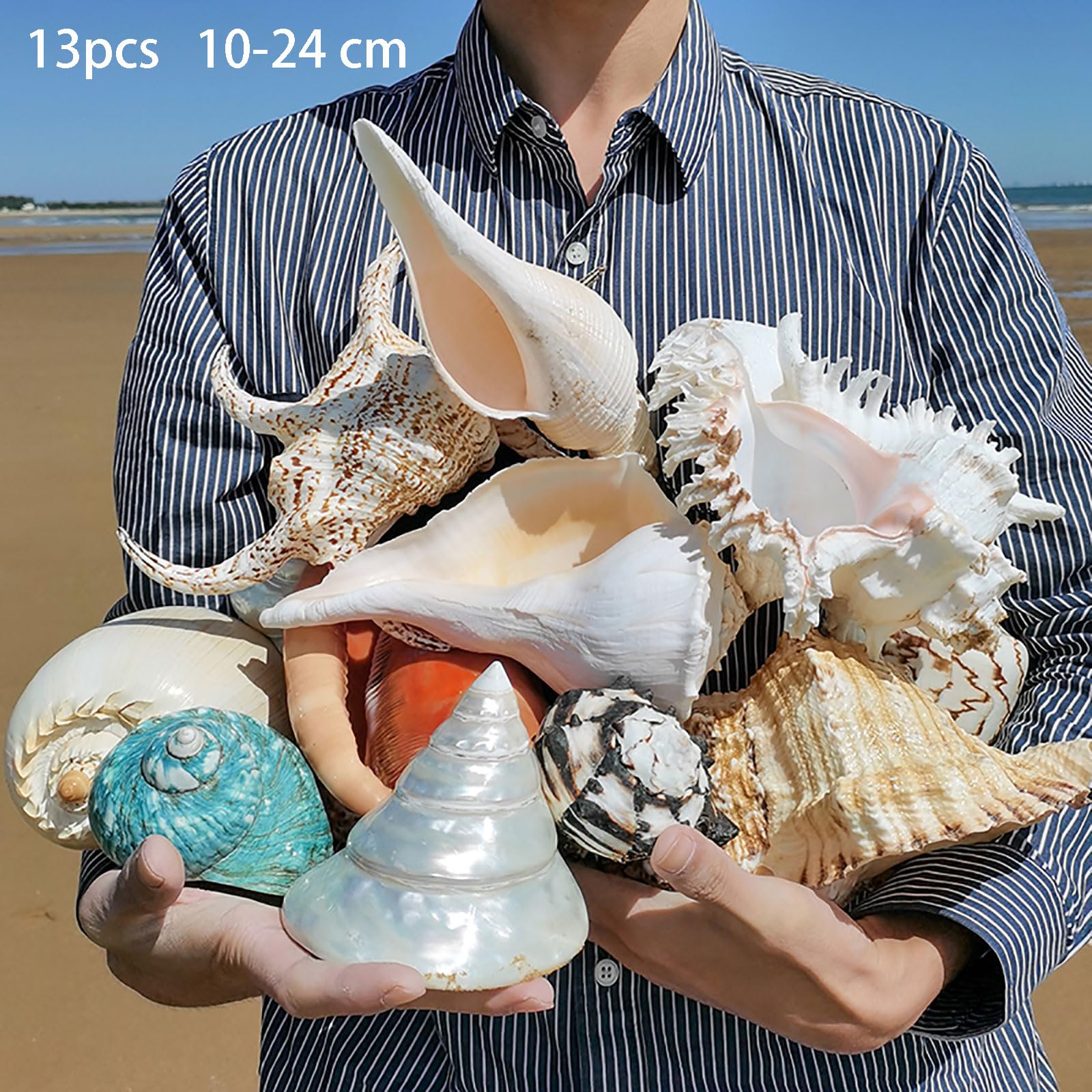 Naturalne muszle morskie – duże, mieszane muszle plażowe do majsterkowania, dekoracji akwarium i imprez o tematyce plażowej(13PCS 10-24cm)