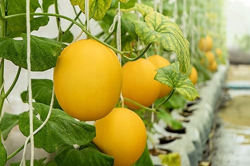 Semillas colgantes de melón amarillo canario para plantar, 10 semillas, fabricadas en EE. UU., Se envía desde Iowa. Cultiva melones amarillos