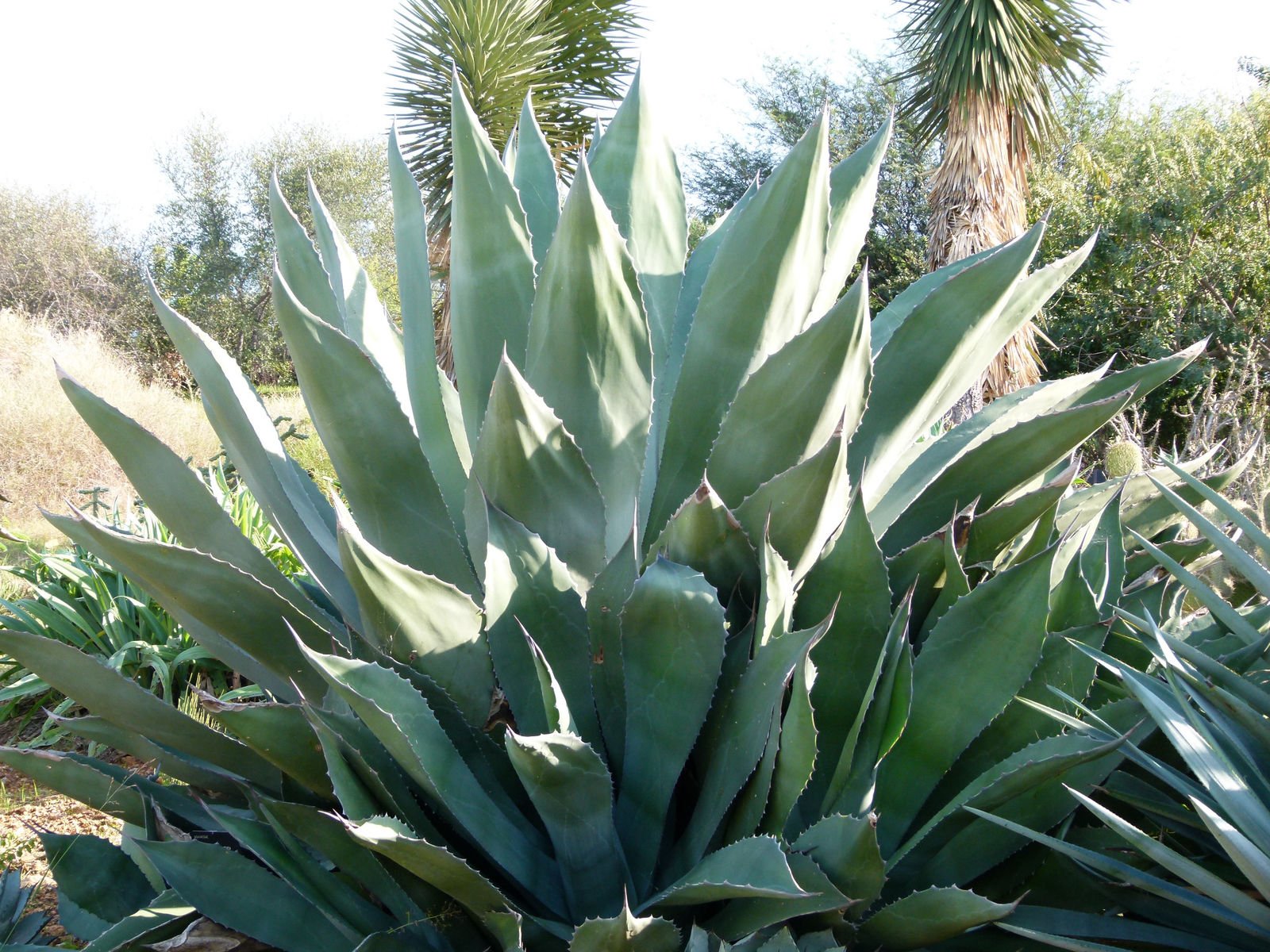 Amazon｜【種子】Agave Marmorata◇アガベ・マルモラータ◎成長が早く 