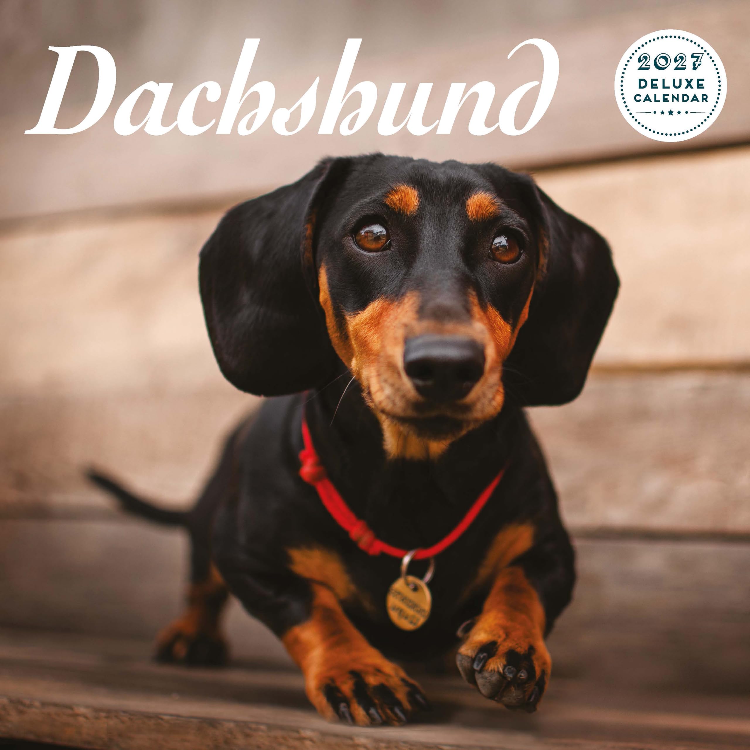 Dachshund 2027 Deluxe Calendar