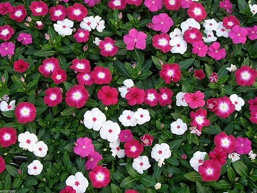 300 DWARF LITTLE MIX Bígaro (Vinca Rosea Dwarf Little Mix) Flores Semillas