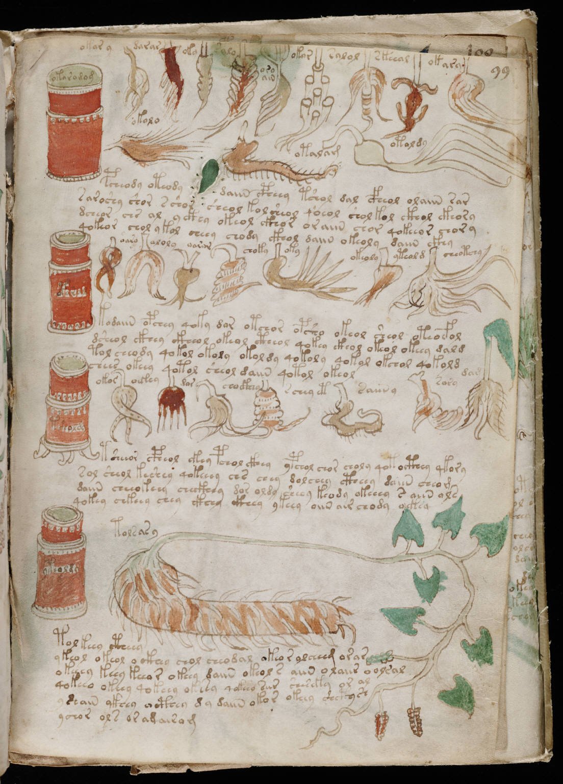 The Voynich Manuscript English Edition beau livre de collection pour bibliothèque historique