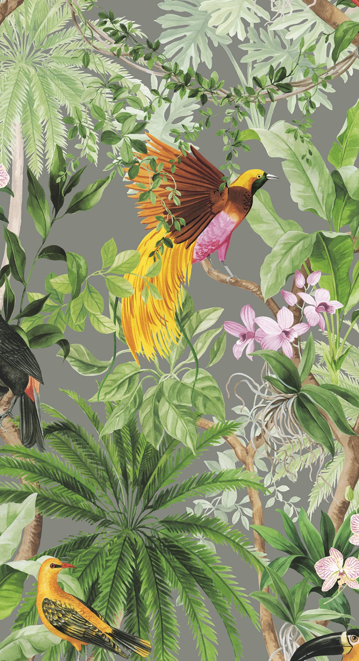 Birds Wallpapers Noname Pictures