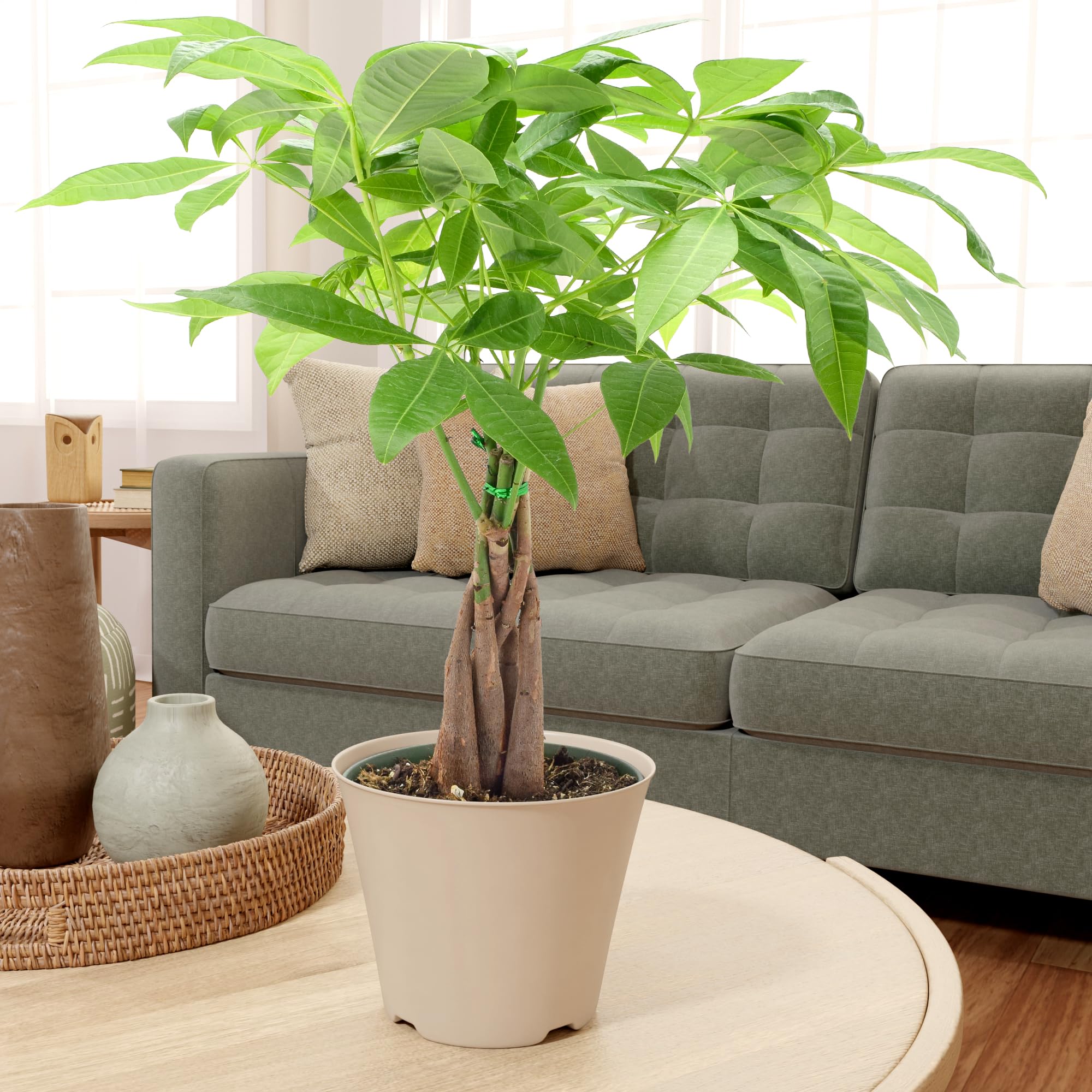buy philodendron cordatum on a pole 3-5 FT Philodendron Cordatum Neon