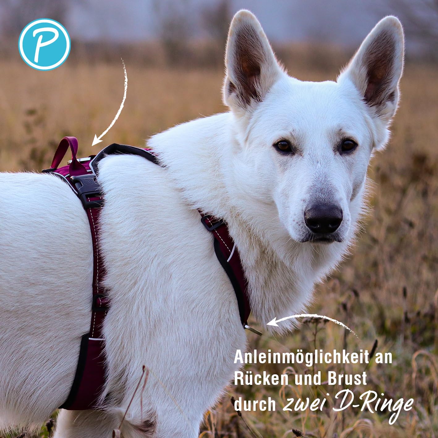 Petlando Hundegeschirr Outdoor – stark reflektierend, gepolstert, atmungsaktiv, robust, stufenlos verstellbar, Zwei D-Ringe – Berry, S (Halsumfang 36-48cm, Brustumfang 46-56cm)