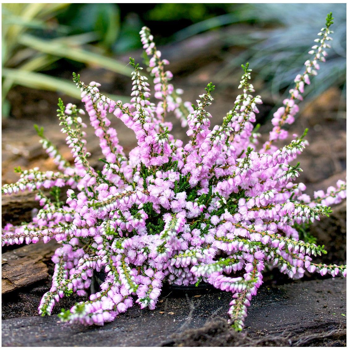 GrowOn Shrubs Scottish Heather Calluna Vulgaris 'County Wicklow' | Evergreen Shrub | Outdoor Garden Ready Plant | Summer and Autumn Flowering | Soft Pink Flowers