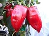 Elephants Ears Pepper 10 Seeds