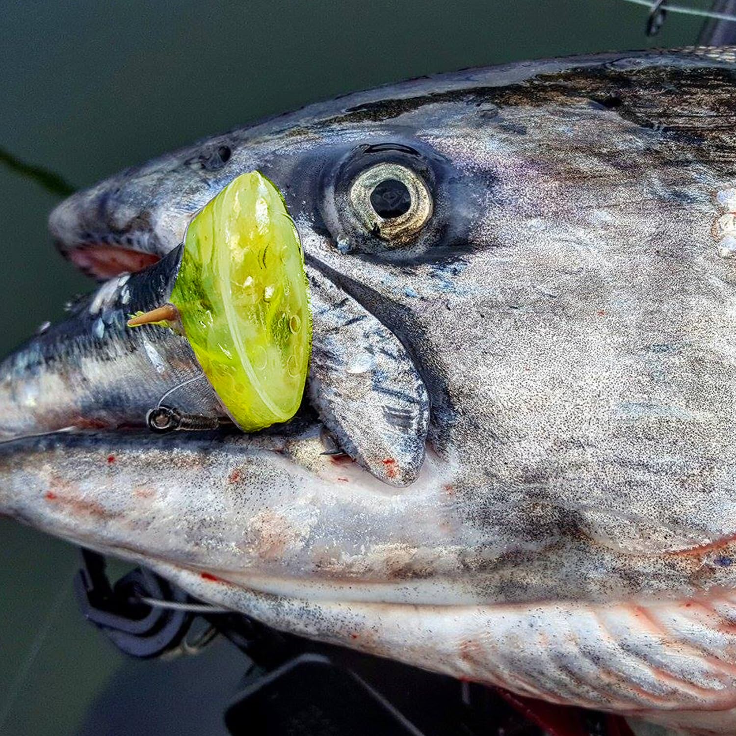 Sure Spin Bait Fishing Lures Head - Fishing Bait Helmet for Herring, Anchovies, Sardines, and Minnows