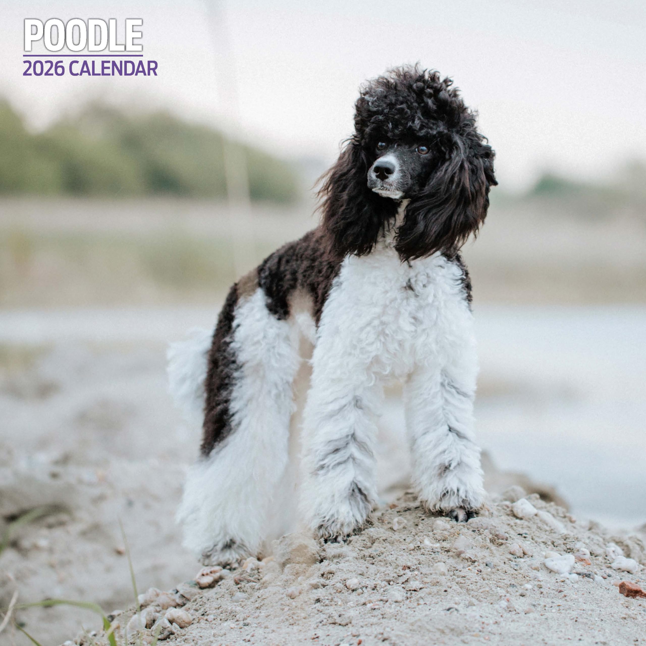 Poodle 2026 Traditional Calendar