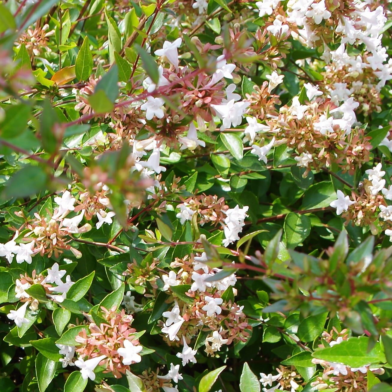 Abelia gandiflora, 4 piante alte 20/30 cm, vaso 13
