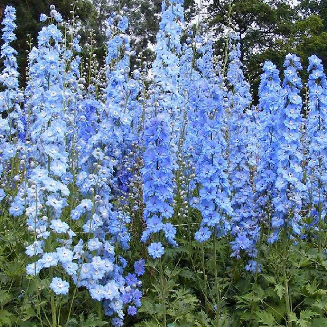 12 unità Delphinium 'Summer Skies' - Larkspur Vaso 9x9cm ±1 m² - Fiore Blu e Leggero, Perfetto per Giardini e Aiuole