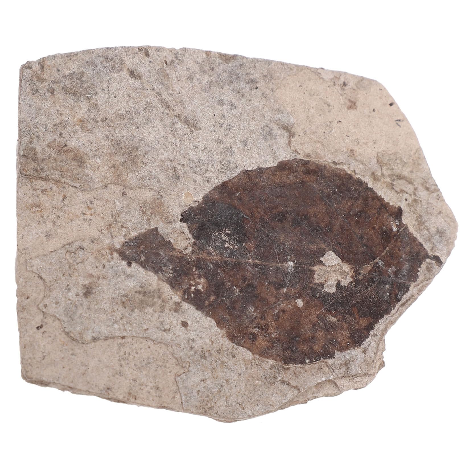 Toddmomy Science Teaching Fossilized Leaf Specimen Paleontology Collection for Home Decor Educational Use Unique Leaf Random Style