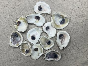 2-3" Oyster Shells 12 pcs