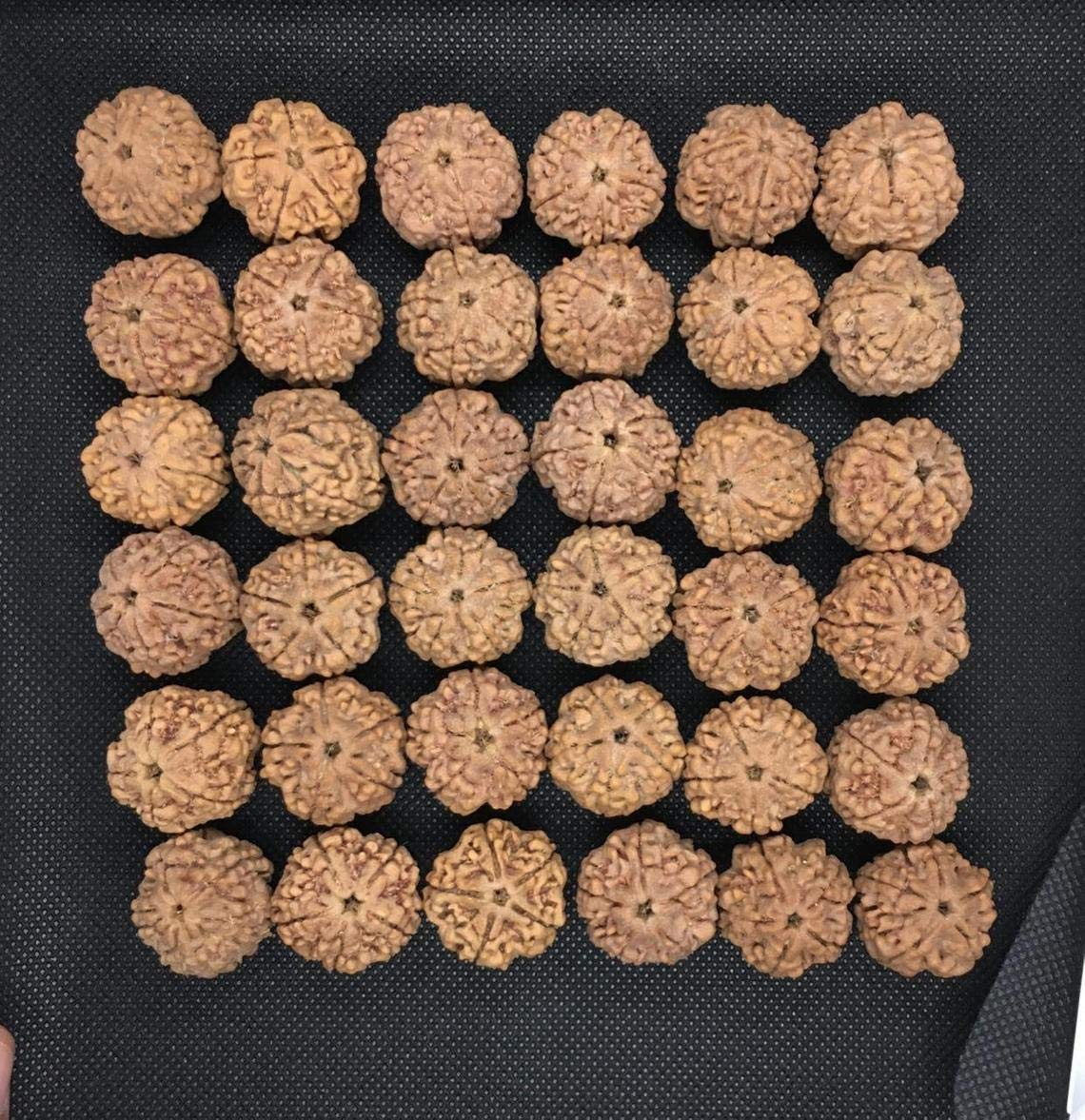 Perles Rudraksha Mukhi du Népal 25mm graine naturelle pour mala
