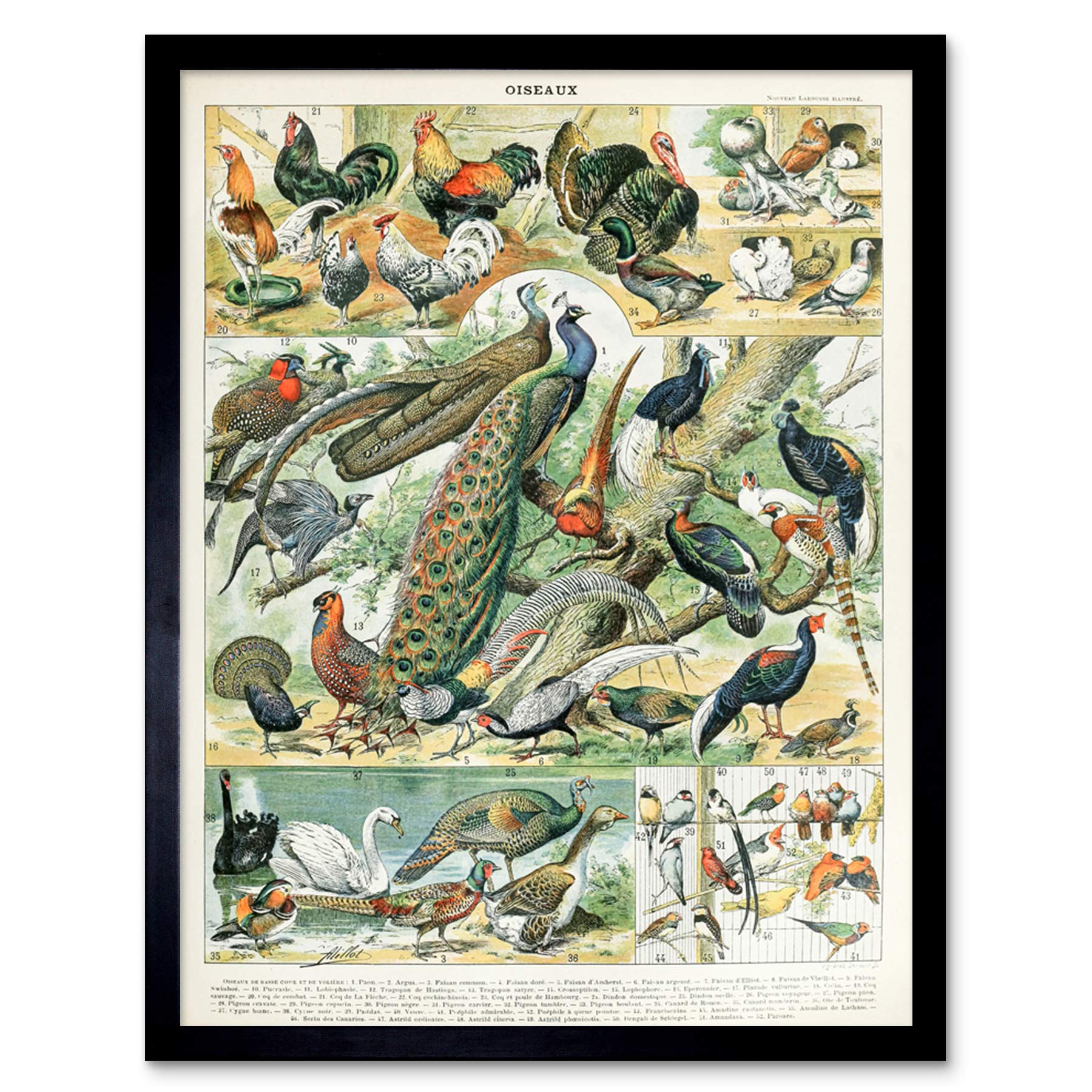 Artery8 Millot Encyclopedia Page Molluscs Shells Art Print Framed Poster Wall Decor 12x16 inch — view 163