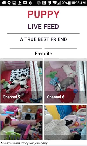 Live Puppy Cam Streaming