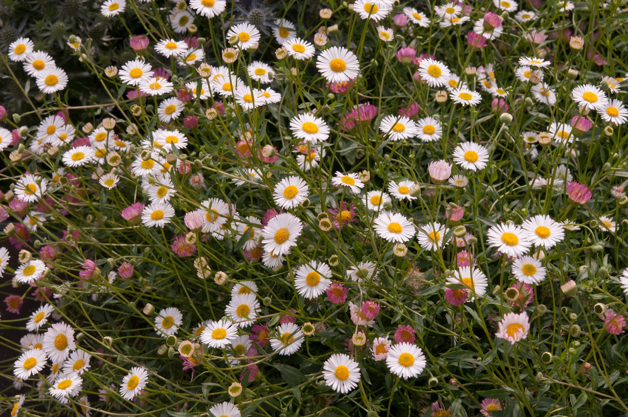 Erigeron ‘Stallone’ Seeds – Compact Daisy Fleabane | Long-Flowering, Bee-Friendly Perennial | Ideal for Borders, Rock Gardens & Containers (250 Seeds)