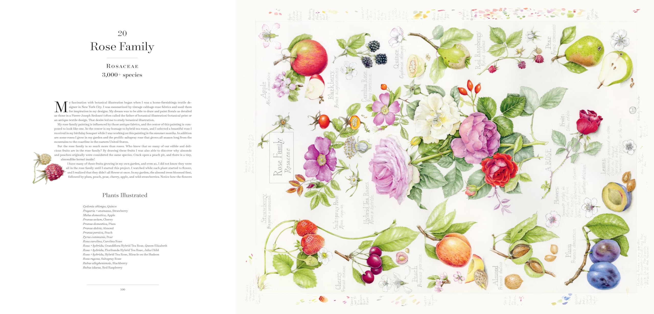 The Album of Plant Families: An Illustrated Exploration of Nature's Beauty and Bounty