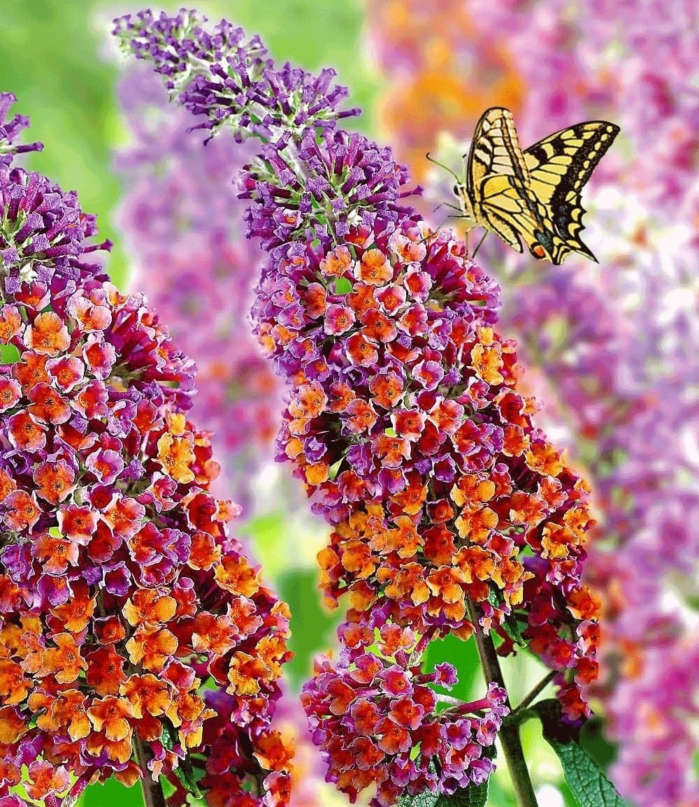BALDUR Garten 1x Buddleia Sommerflieder Flower Power, Pflanze im 9x9 cm-Topf, Buddleja Hybride, winterharter Schmetterlingsflieder, Schmetterlingsstrauch, Zierstrauch, blühend, Buddleja weyeriana