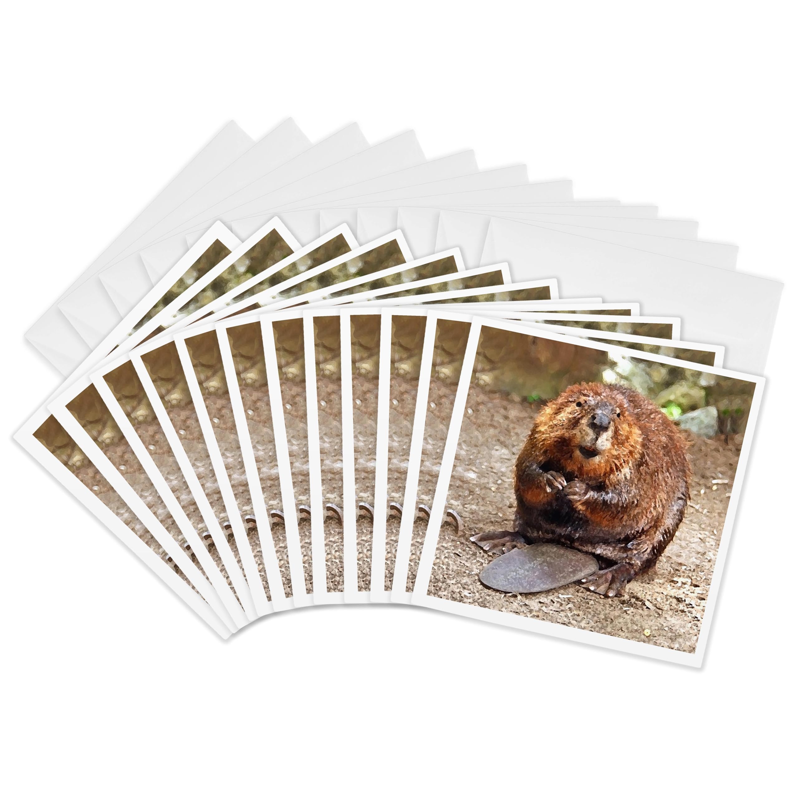 3dRose gc_4660_2 6 x 6-Inch "Beaver" Greeting Card (Pack of 12)