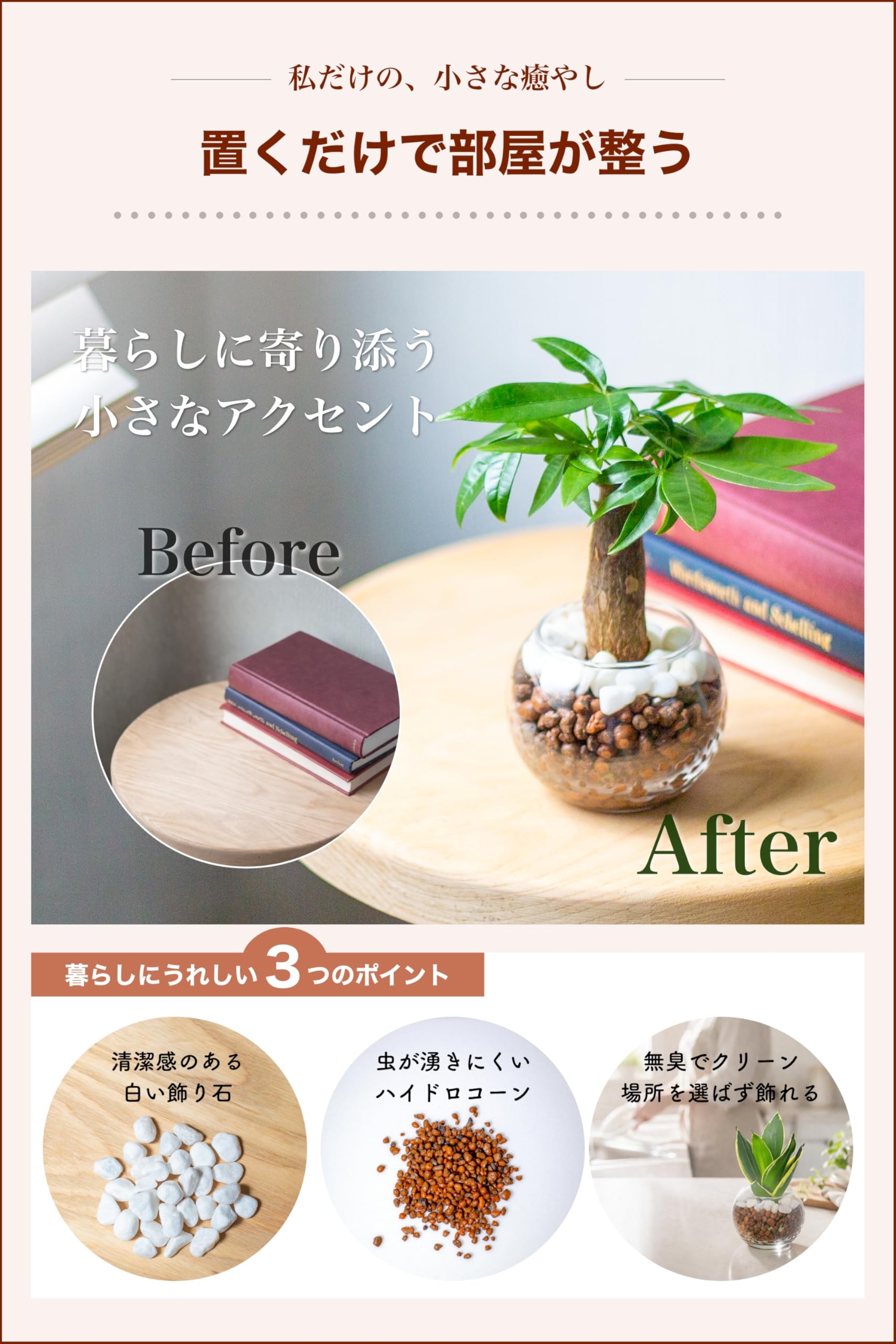 Amazon｜パキラ 観葉植物 本物 ミニ ハイドロカルチャー 【初心者でも