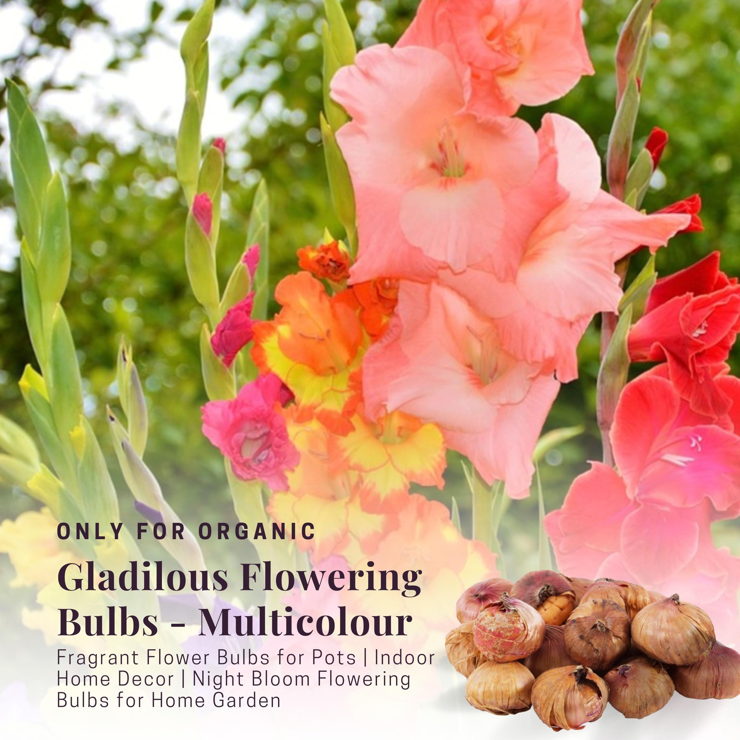 ONLY FOR ORGANIC Gladiolus 5 Flowering Bulbs - Multicolor | Fragrant Flower Plants Seeds for Home Gardening | Bulbs for Indoor Home Decor | Flowering Bulbs | Fresh Bulbs for Flower Pots (5 Bulbs) - Image 2 thumbnail