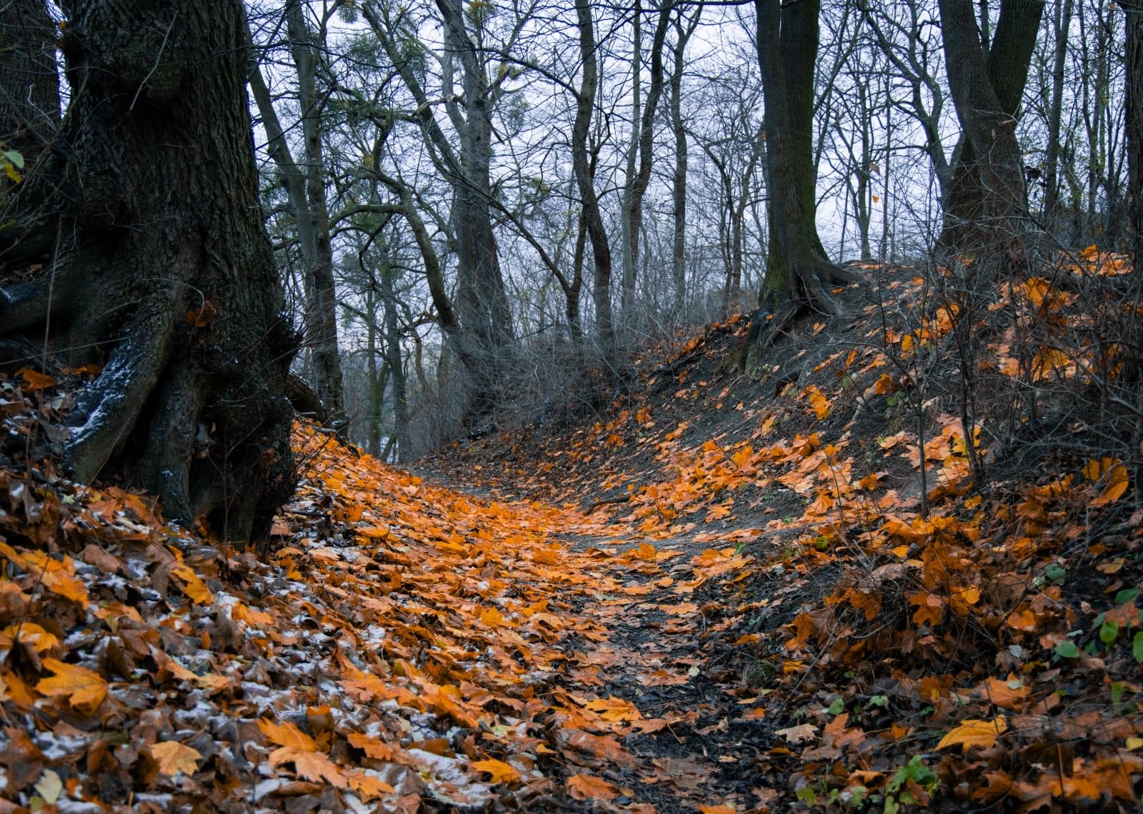 20x10FT (6x3m) Sentiero Nel Bosco Autunnale Sfondo Fotografico