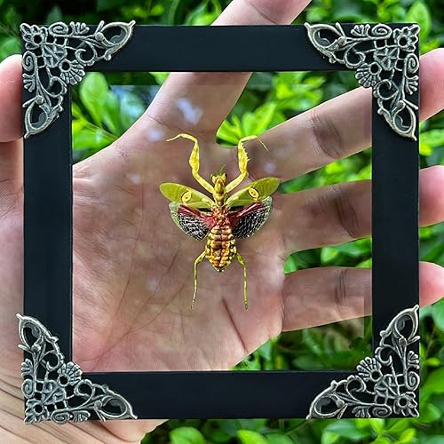 Mantis Real Enmarcada Creobroter Insecto Muerto Escarabajo Verde Seco Caja de Sombra Flotante 3D Marco de Vidrio Espécimen de Taxidermia para
