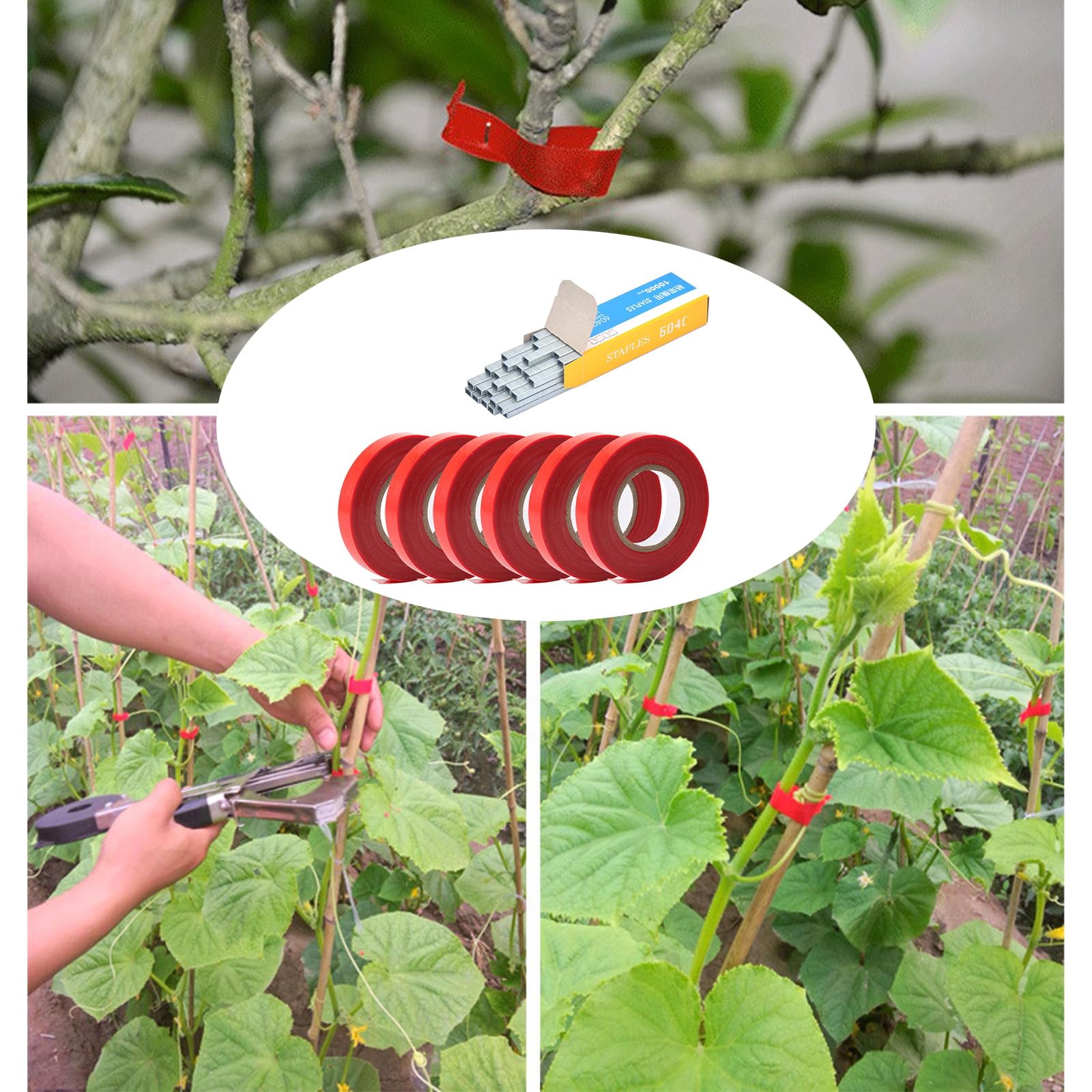 Nastro adesivo per legatrici vegetali, strumento con 20 rotoli di nastro, 1 scatola di graffette, nastri per macchine per legare piante da giardino per potare verdure