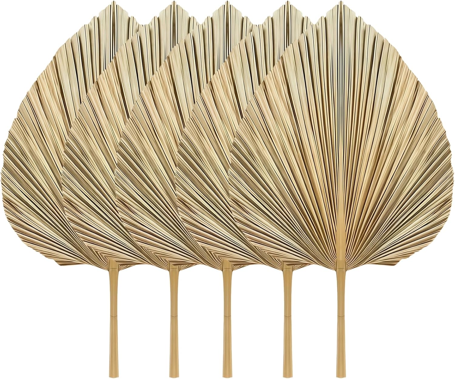 Generic Home Decor: Five Dried Palm Leaves, Natural Fan Shape, for Weddings & Display