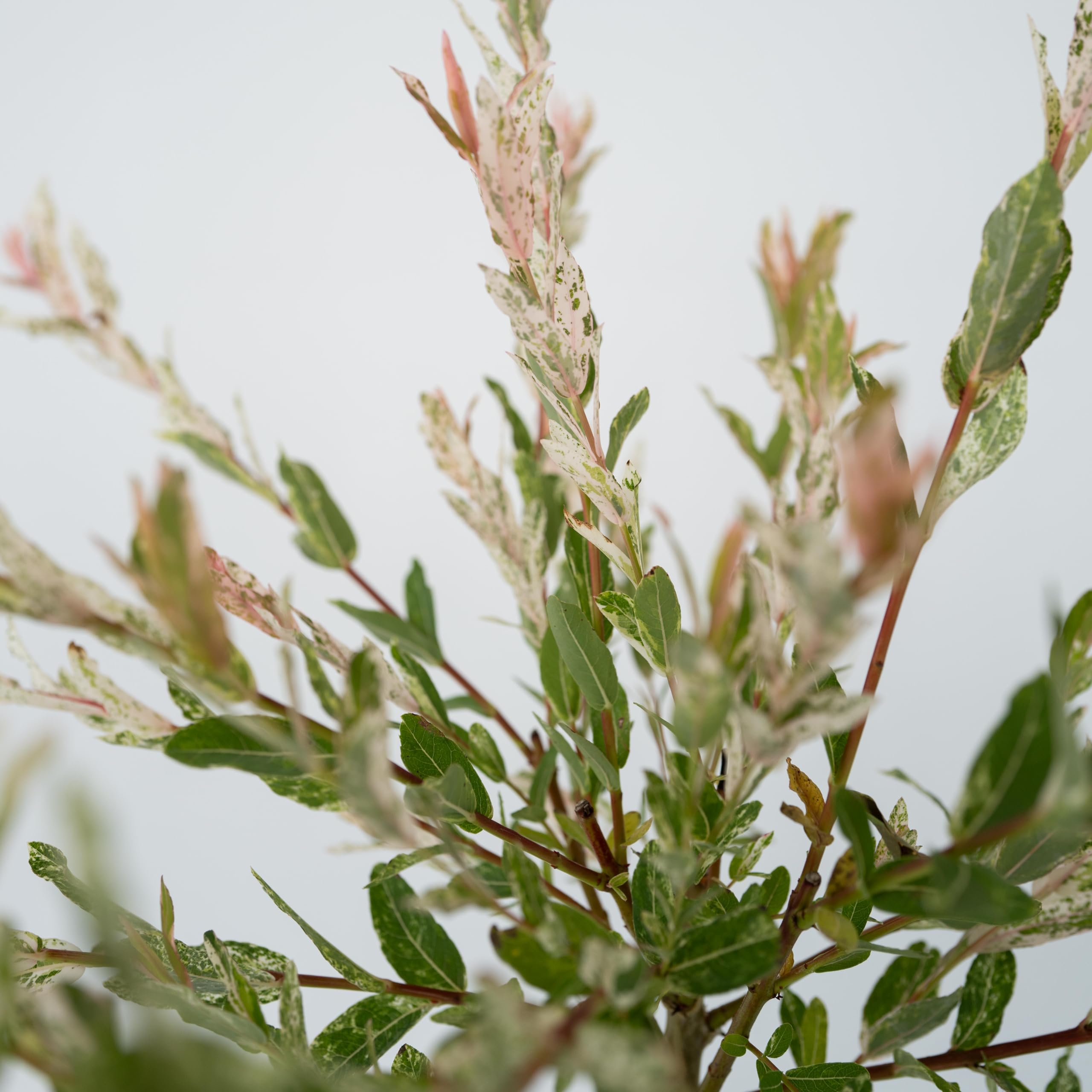Plant in a Box - Salix integra 'Flamingo' - Set de 2 - Plante exterieur jardin persistant - Saule crevette - Saule panaché - Pot 17cm - Hauteur 60-80cm
