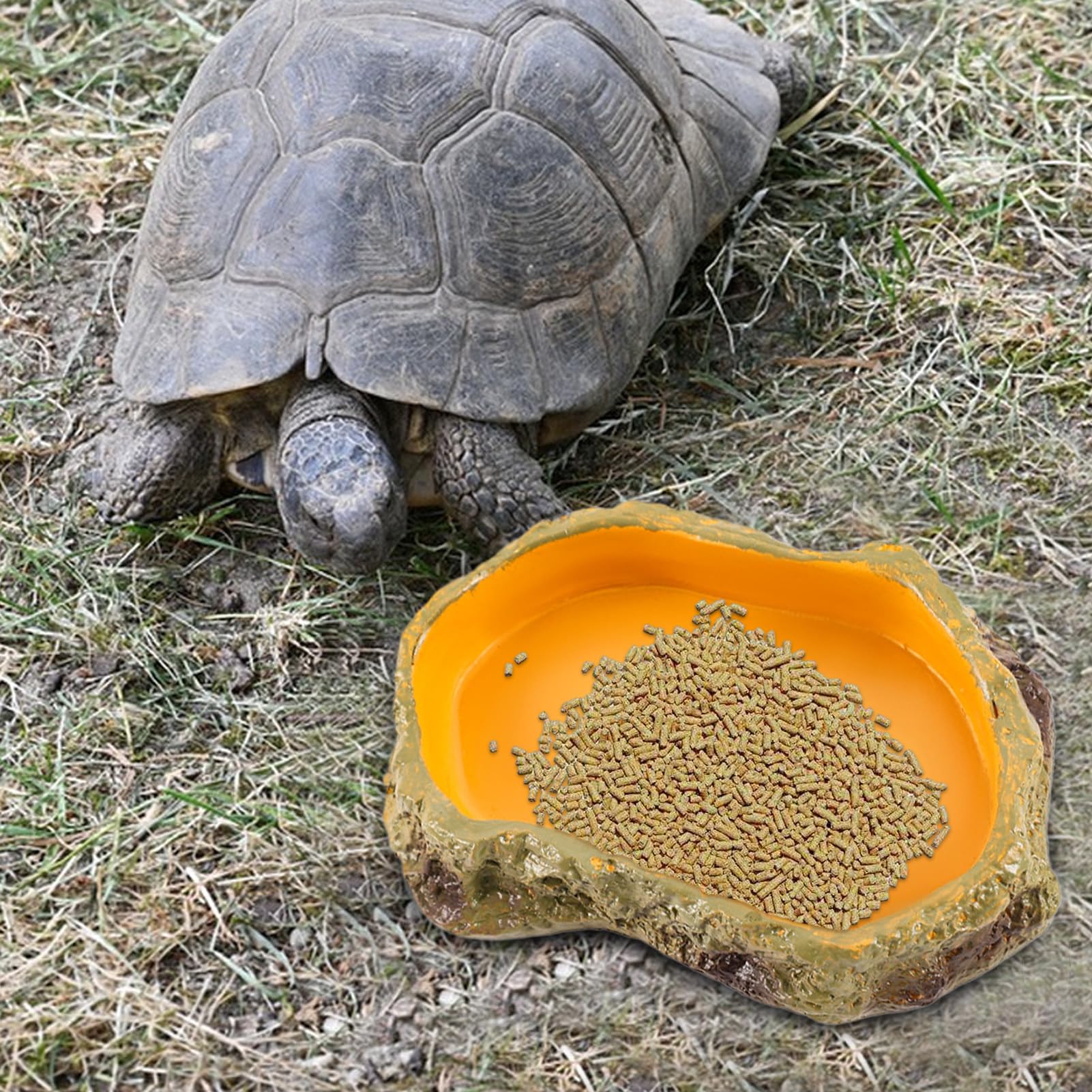 Rettili Mangiatoia Sicura Multifunzione Per Piccoli Animali | Vasca Reptile Ciotole, Vasca E Vassoio Per Drago Barbuto, , Tartaruga, Rana E Vasca Tartarughe