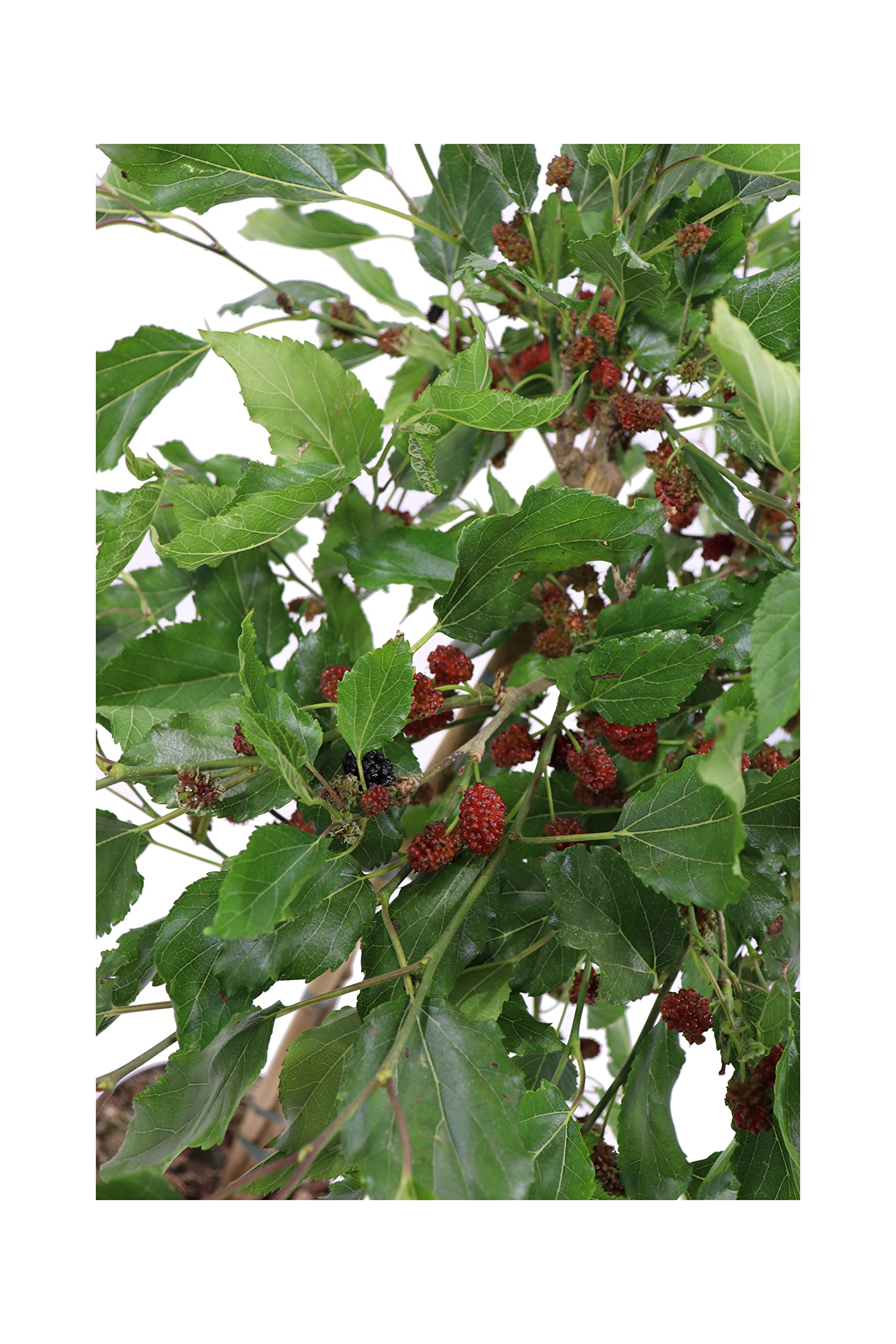 Pianta di Mojo Berry Alberello Pianta di Morus Rotundiloba pianta da esterno pianta ornamentale di Mojo Berry pianta da frutto pianta vera di Mojio Berry venduta da eGarden.store