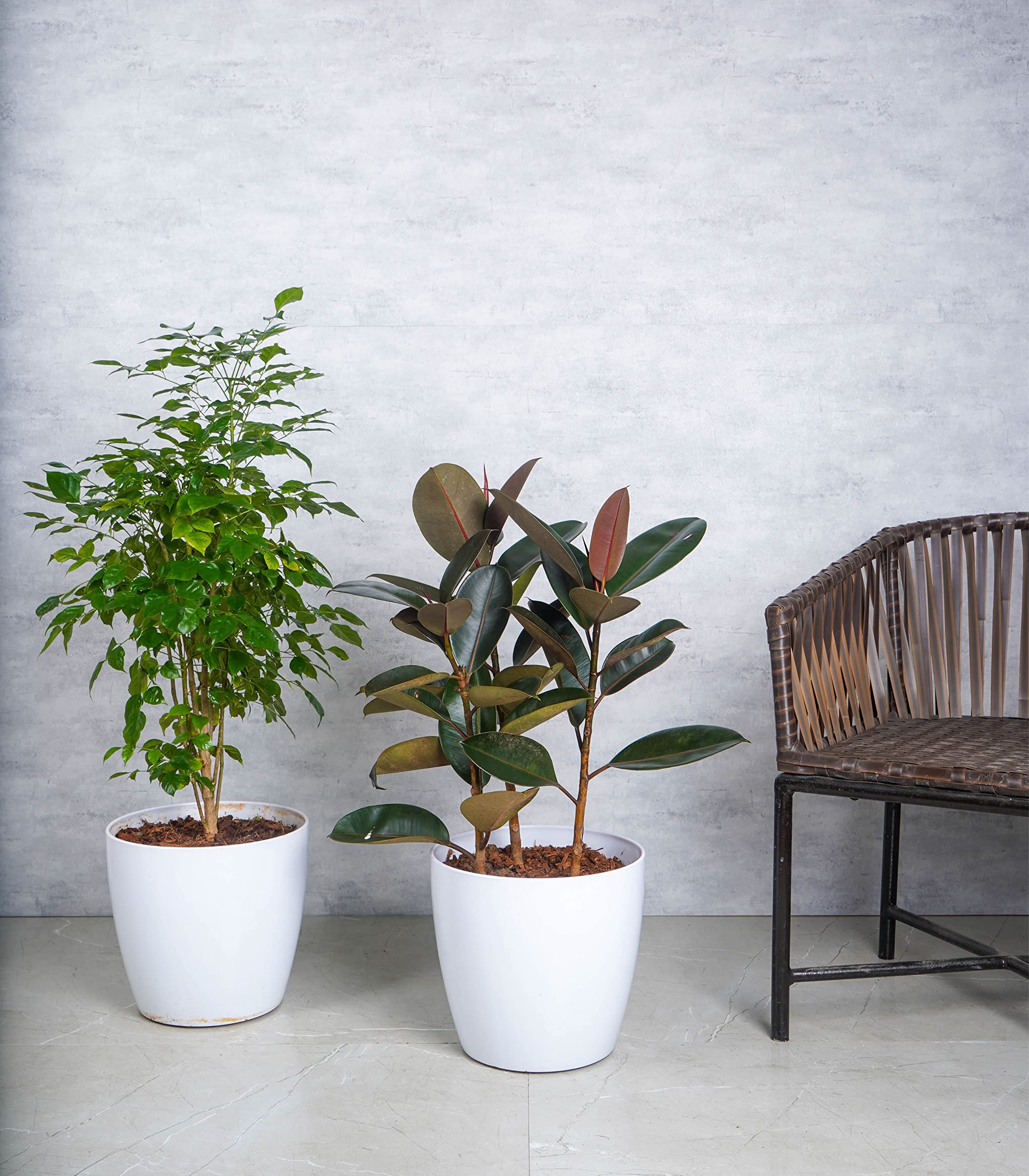Nurturing Green® Combo of 2 White Glossy 'Bare' Plastic Pots for Indoor | Outdoor | Floor (Size: 12 Inch Wide* 11 Inch High | Plants Not Included)