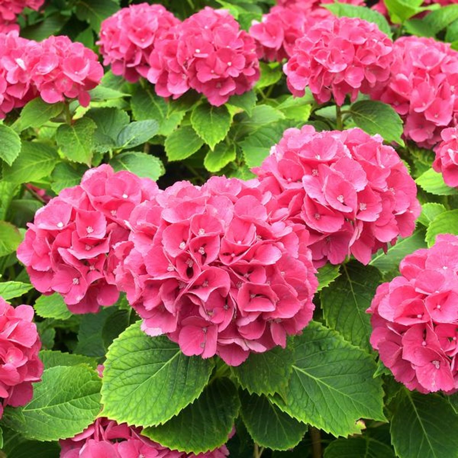 Carbeth Plants Hydrangea macrophylla 'Alpengluhen' in a 9cm Pot (3 Plants)