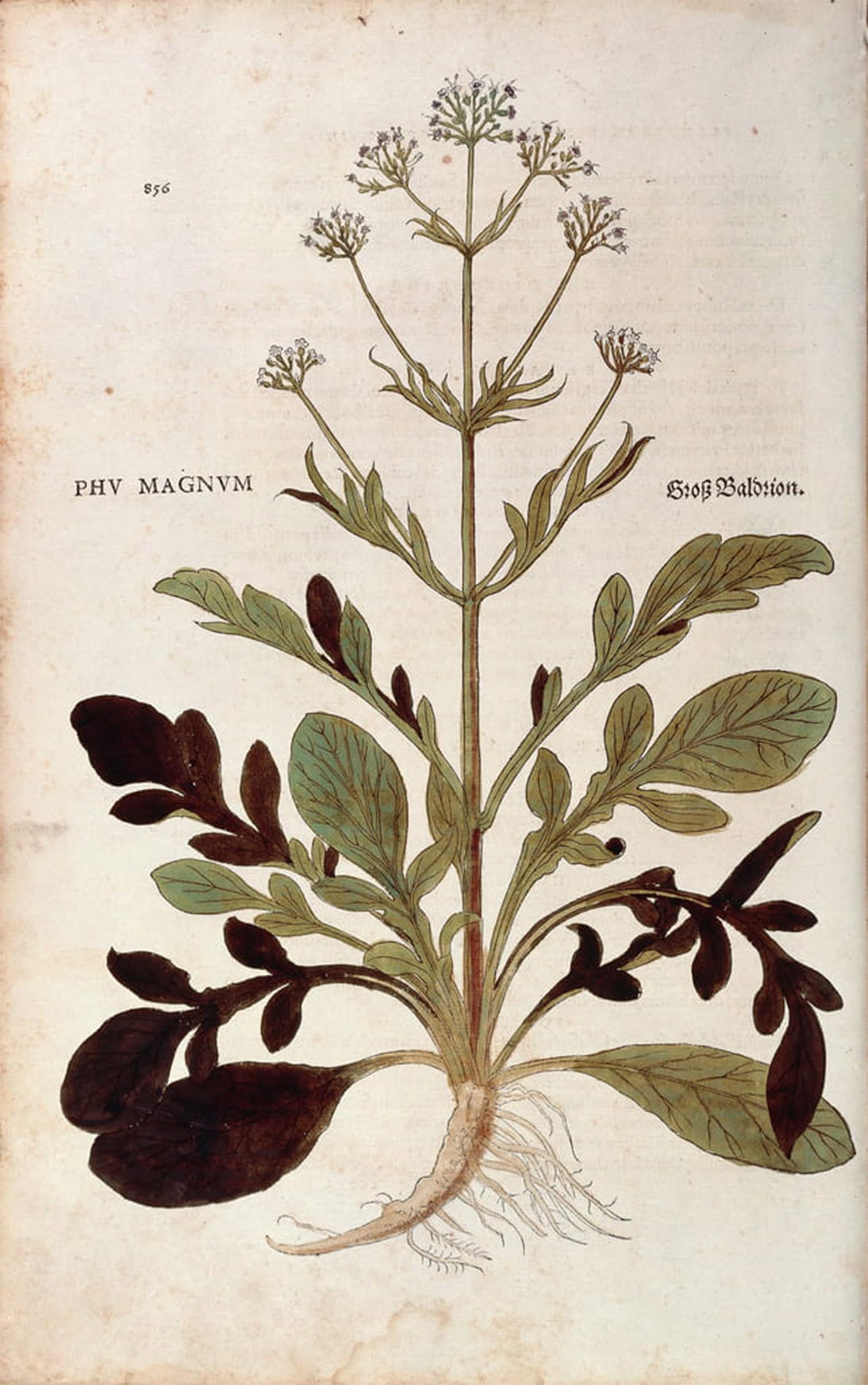 Peinture Poster Impression Tableaux Graffiti Art Mural Valeriana Officinalis - 5