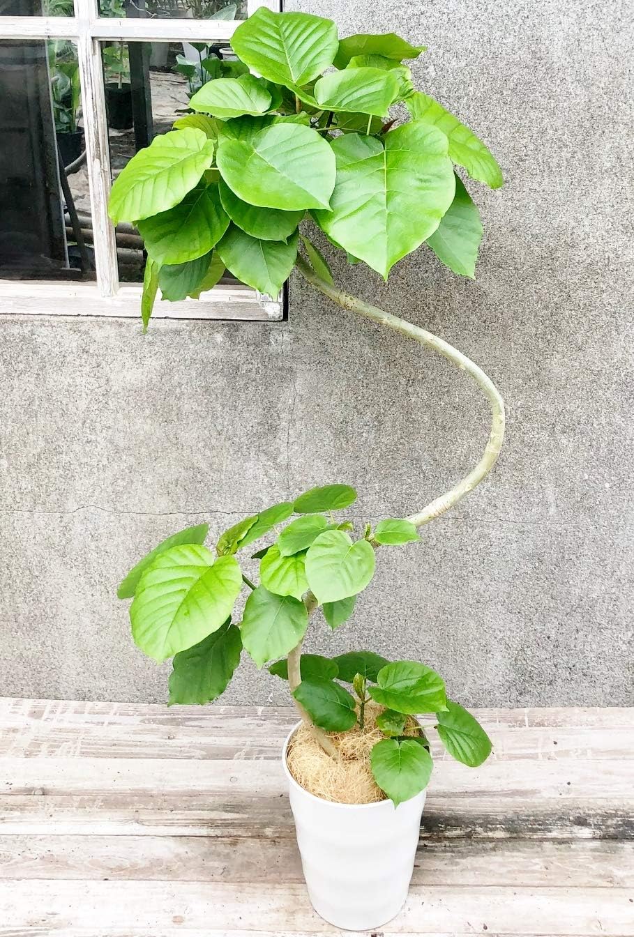 Amazon フィカス ウンベラータ 約140cm 曲がり S字樹形 8号 指宿産直 観葉植物 オンライン通販
