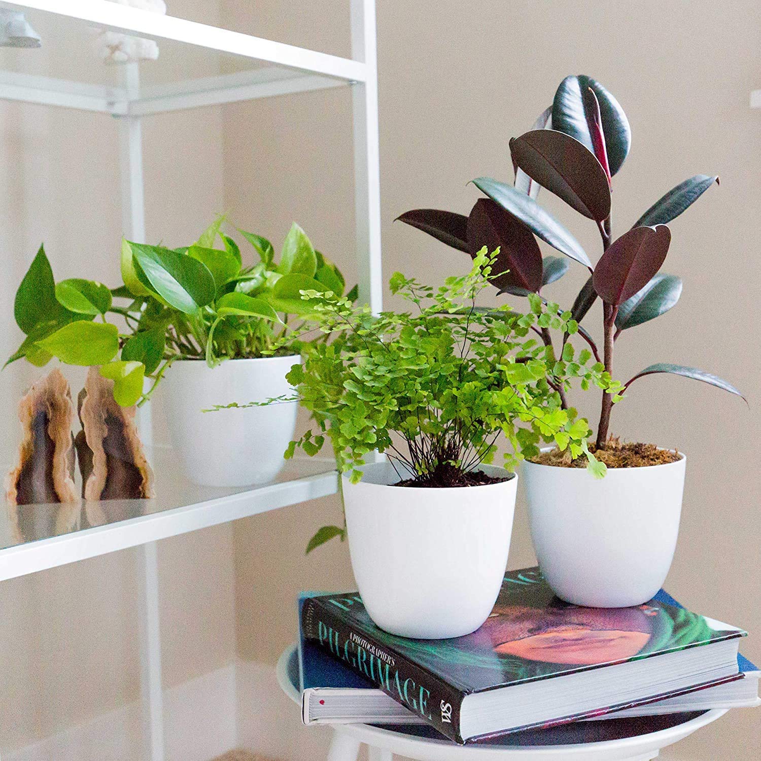 MorningVale 5 inch Plastic Pots/Virgin Plastic White Colour Pack of 5 (B0BBQTZ3JK) Amazon Price History, Amazon Price Tracker