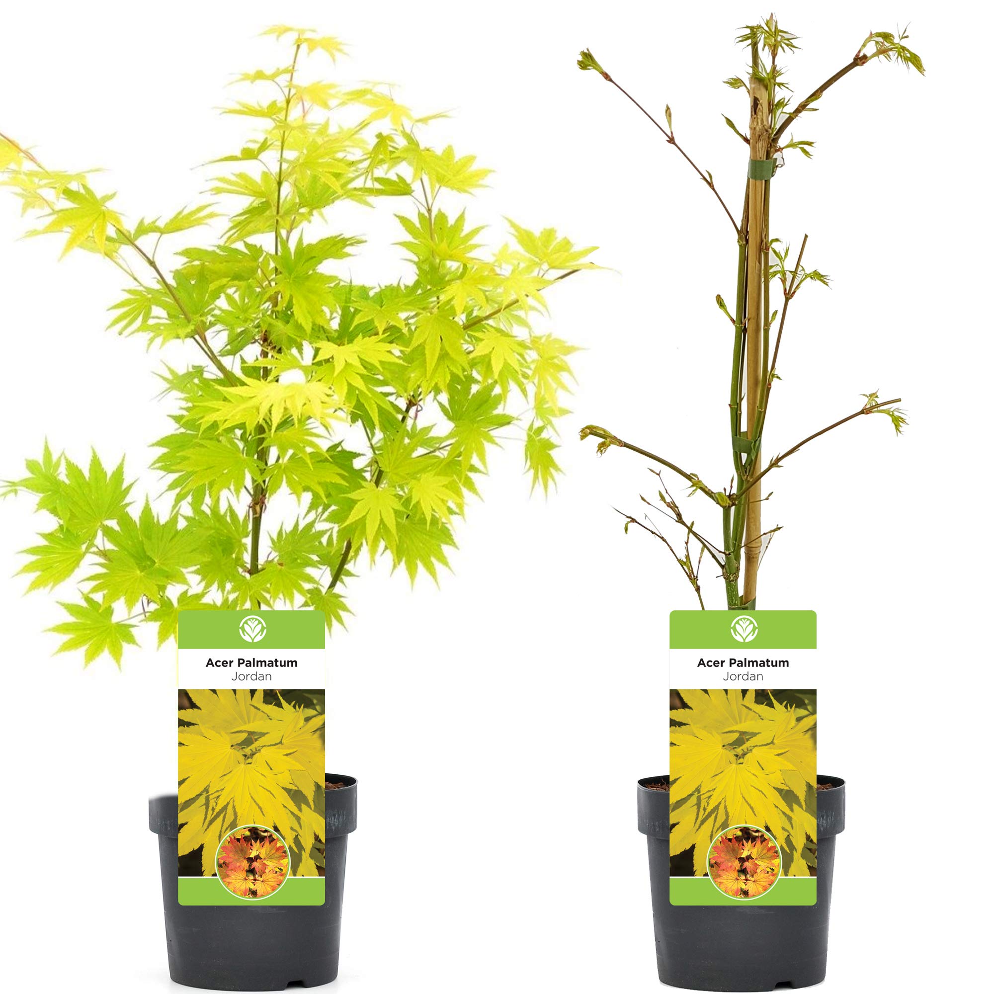 Acer shirasawanum "Jordan" | Acero giapponese Pianta da giardino deciduo Arbusto in vaso