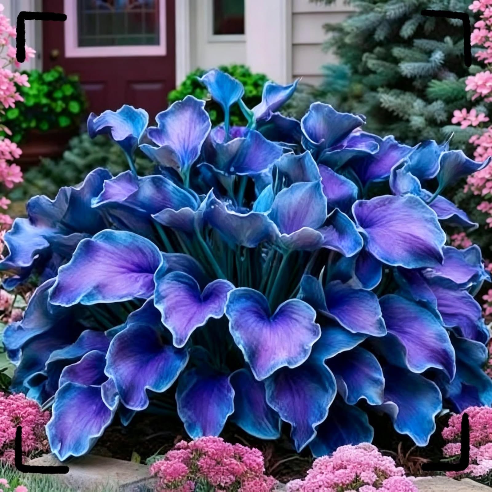 Hosta Screziata Perenne, Rizoma Forte, Resistente all’Ombra e al Freddo Invernale-15bulbi-D
