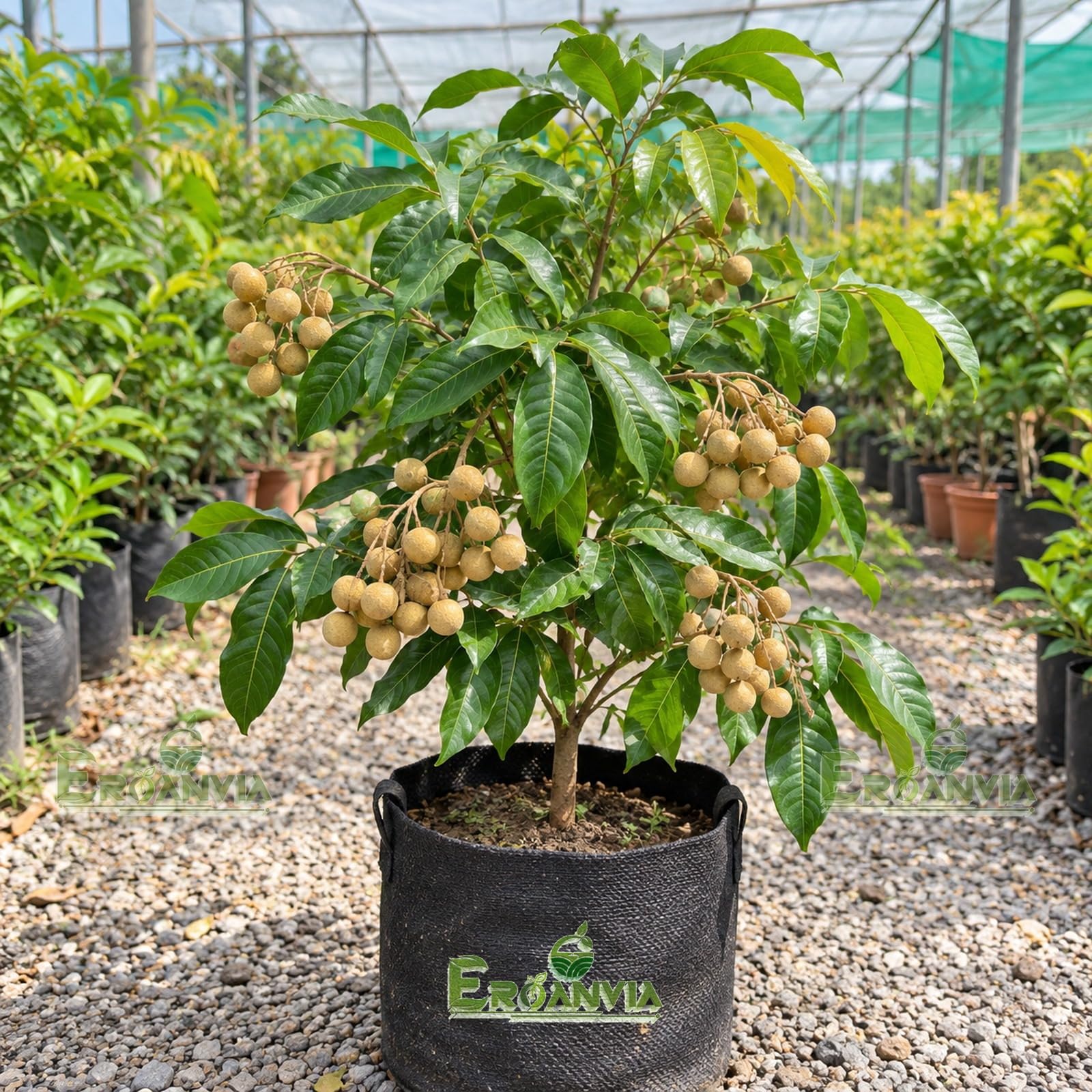 All Time Egg Fruit Plant - Live Grafted Tree -21