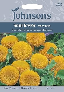 Johnsons Seeds - Pictorial Pack - Flower - Sunflower Teddy Bear - 40 Seeds