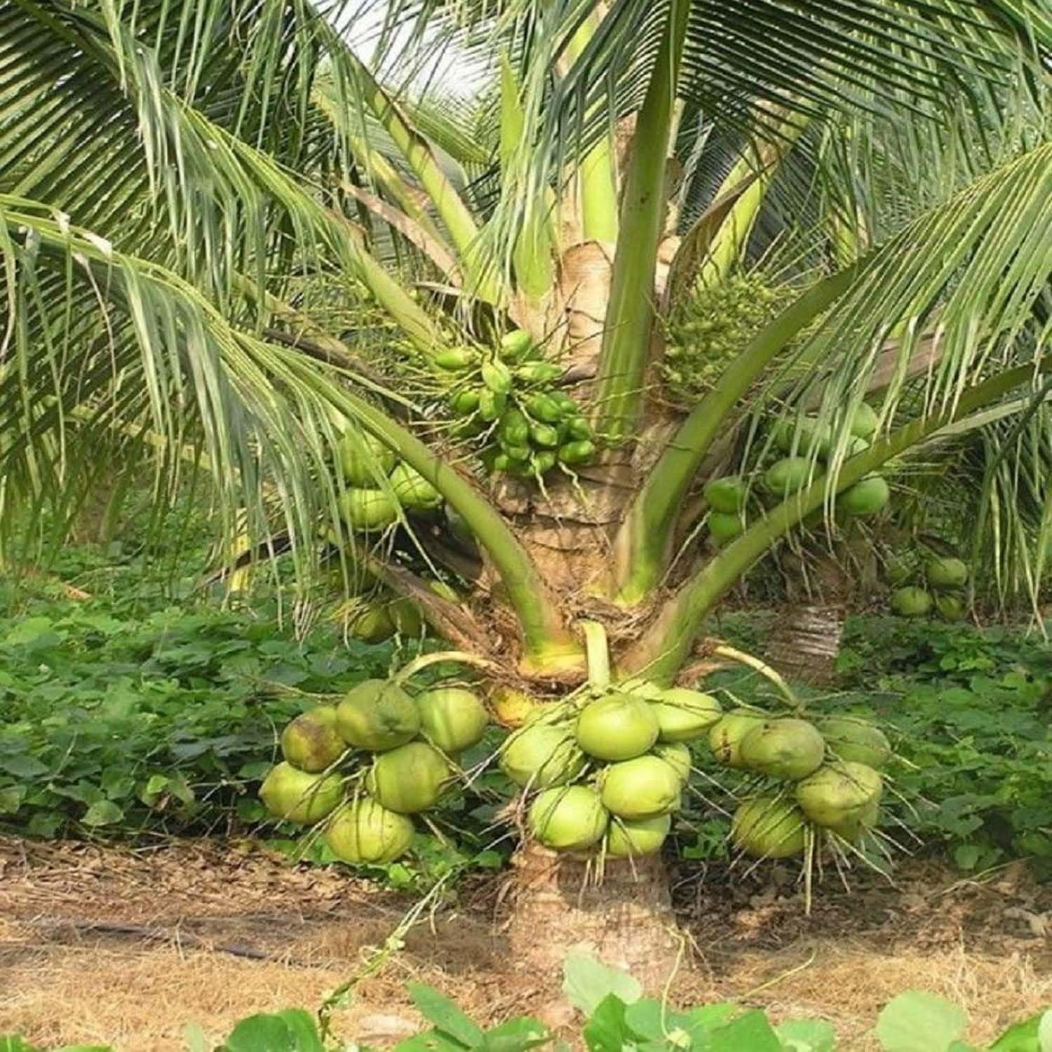 IXORA Coconut Kerala Kalpasree Hybrid Dwarf Varaity Fruit Live Plants & Tree(2-4 Feet Size) (B0BN4HCQFD) Amazon Price History, Amazon Price Tracker